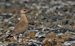 Australian Pratincole