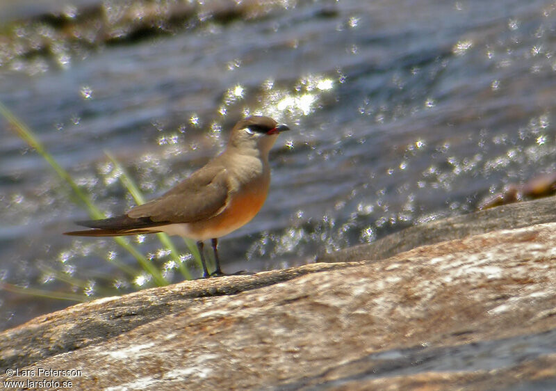 Madagascan Pratincole