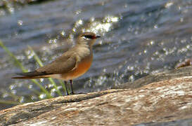 Madagascan Pratincole