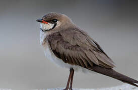 Oriental Pratincole