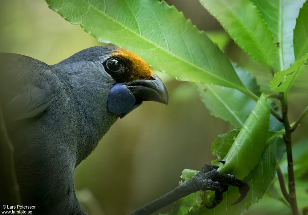 North Island Kokako