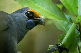 North Island Kokako