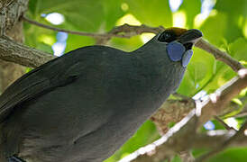 North Island Kokako