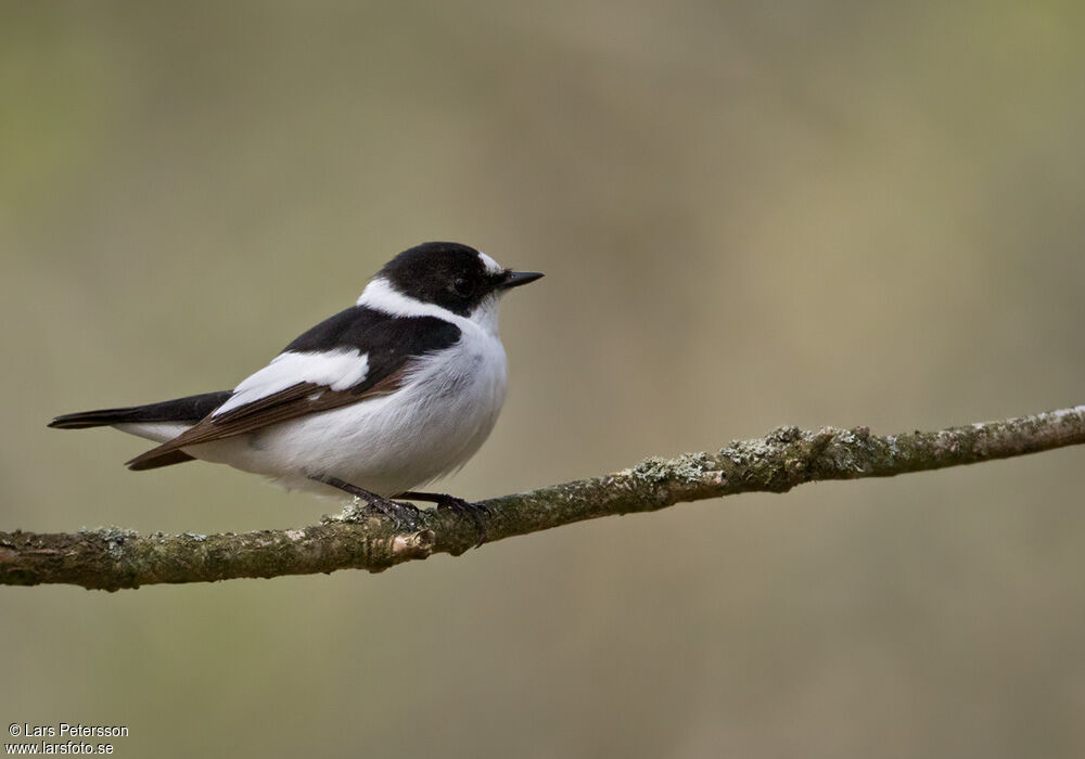 Collared Flycatcher