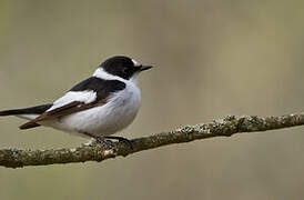 Collared Flycatcher