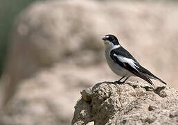 Semicollared Flycatcher