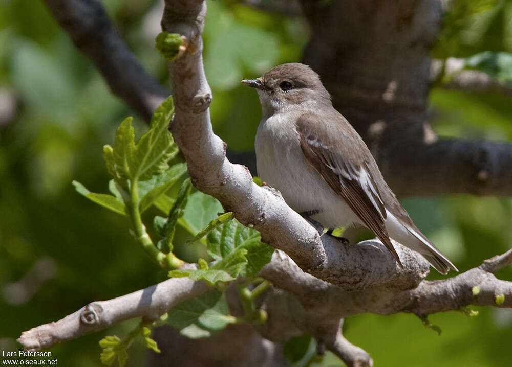 Semicollared Flycatcher female adult breeding, identification