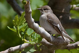 Semicollared Flycatcher