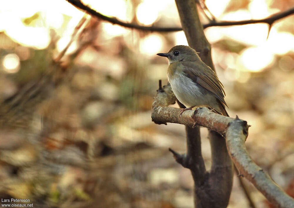 Gobemouche à dos oliveadulte, identification