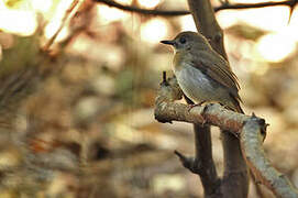 Fulvous-chested Jungle Flycatcher