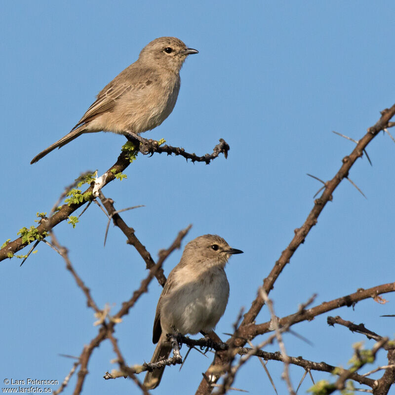 African Grey Flycatcher