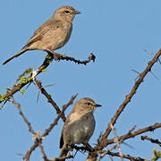 African Grey Flycatcher