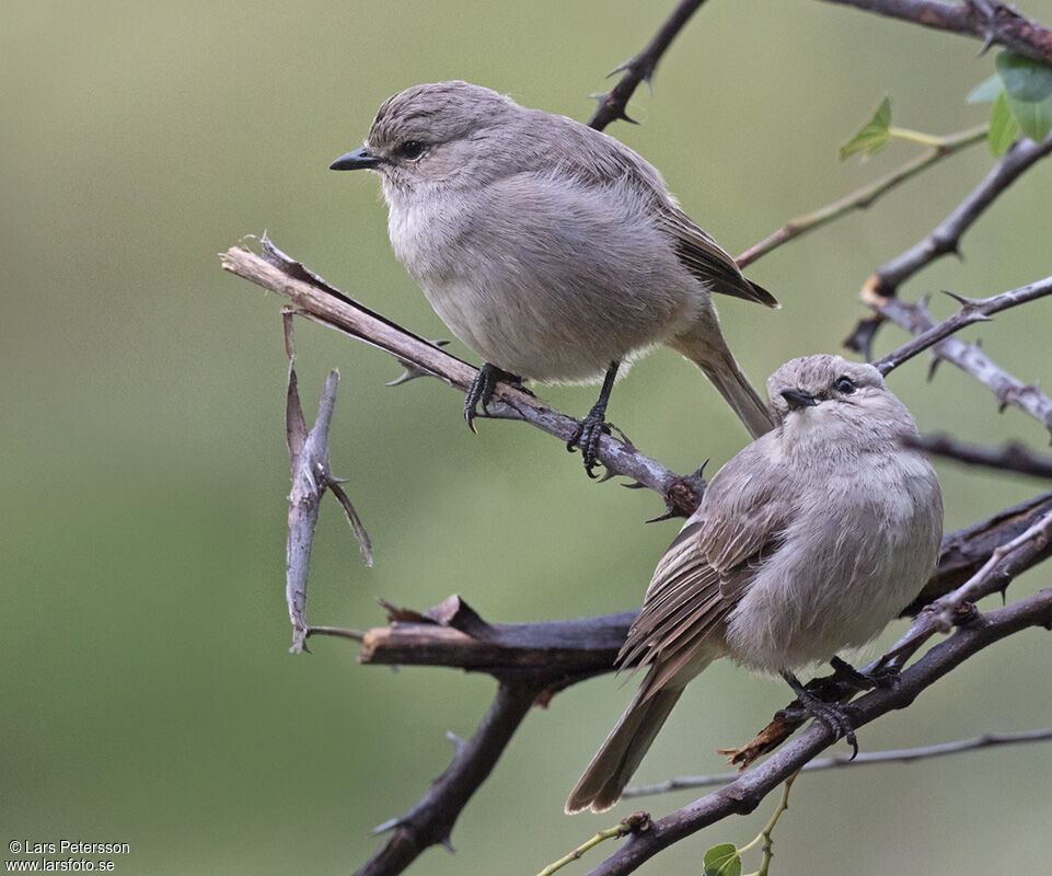 African Grey Flycatcher