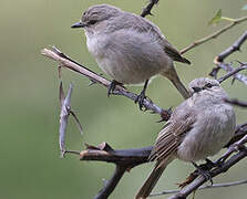 African Grey Flycatcher