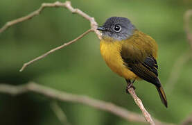 Grey-headed Canary-flycatcher