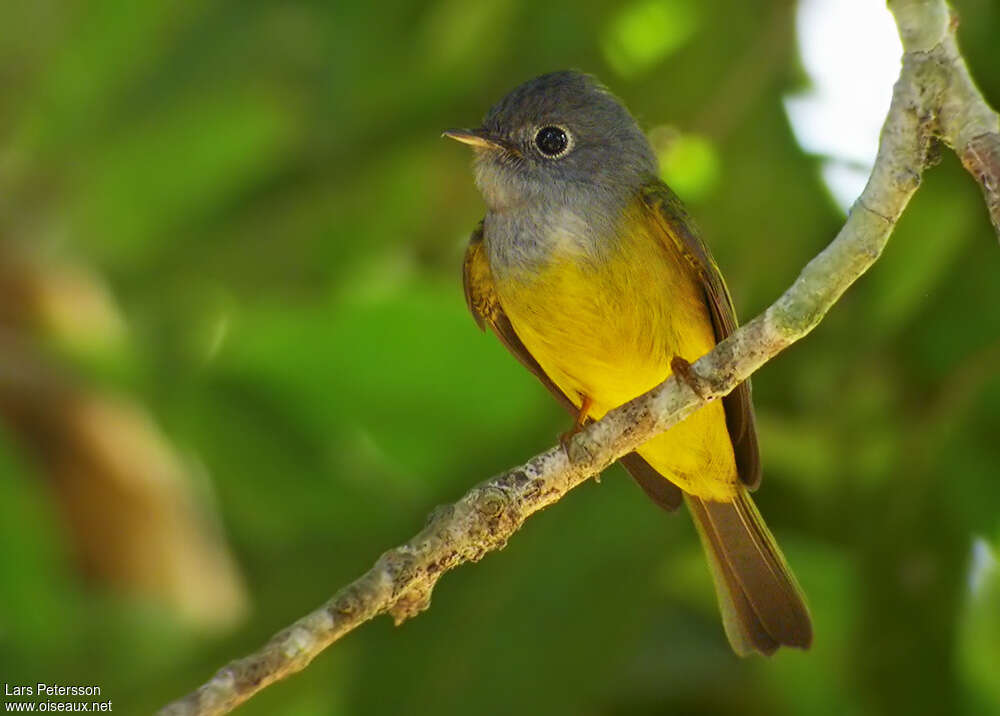 Grey-headed Canary-flycatcheradult, identification