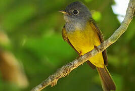 Grey-headed Canary-flycatcher