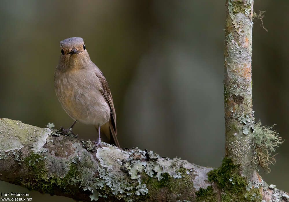 Chinese Vivid Niltava female adult