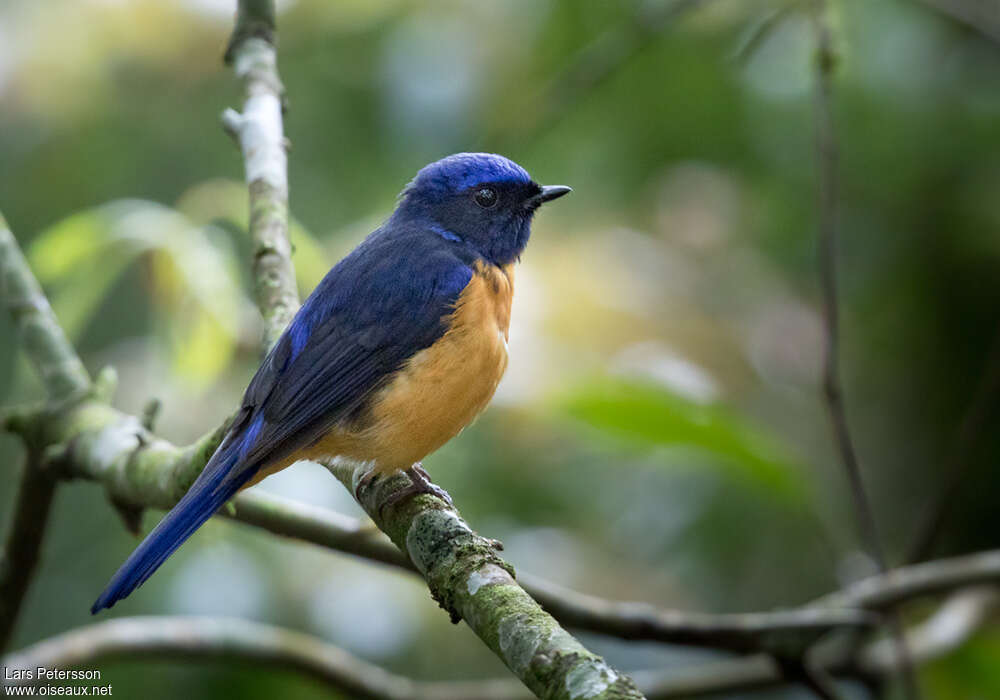 Chinese Vivid Niltava male adult, identification