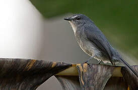 Dusky-blue Flycatcher