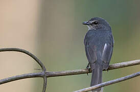 Dusky-blue Flycatcher