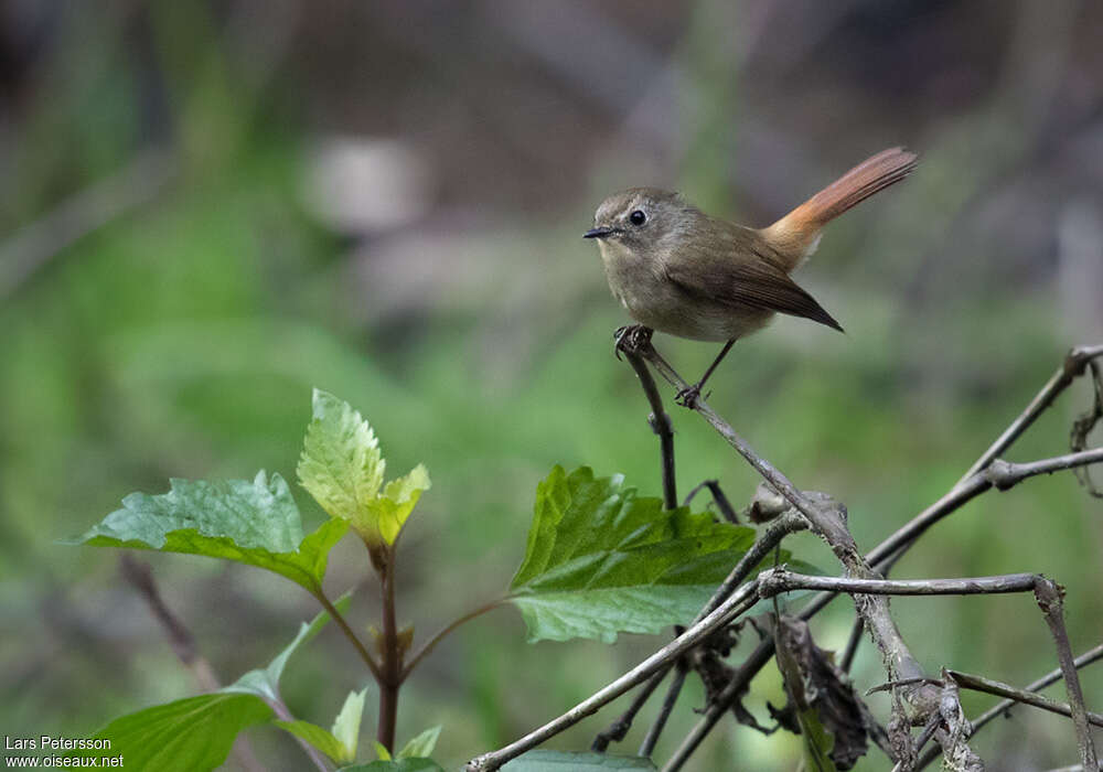 Slaty-blue Flycatcher female adult, identification