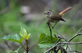 Slaty-blue Flycatcher