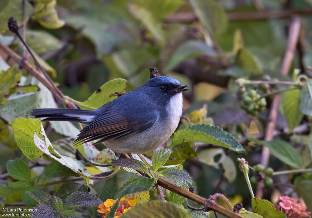 Slaty-blue Flycatcher