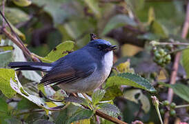 Slaty-blue Flycatcher