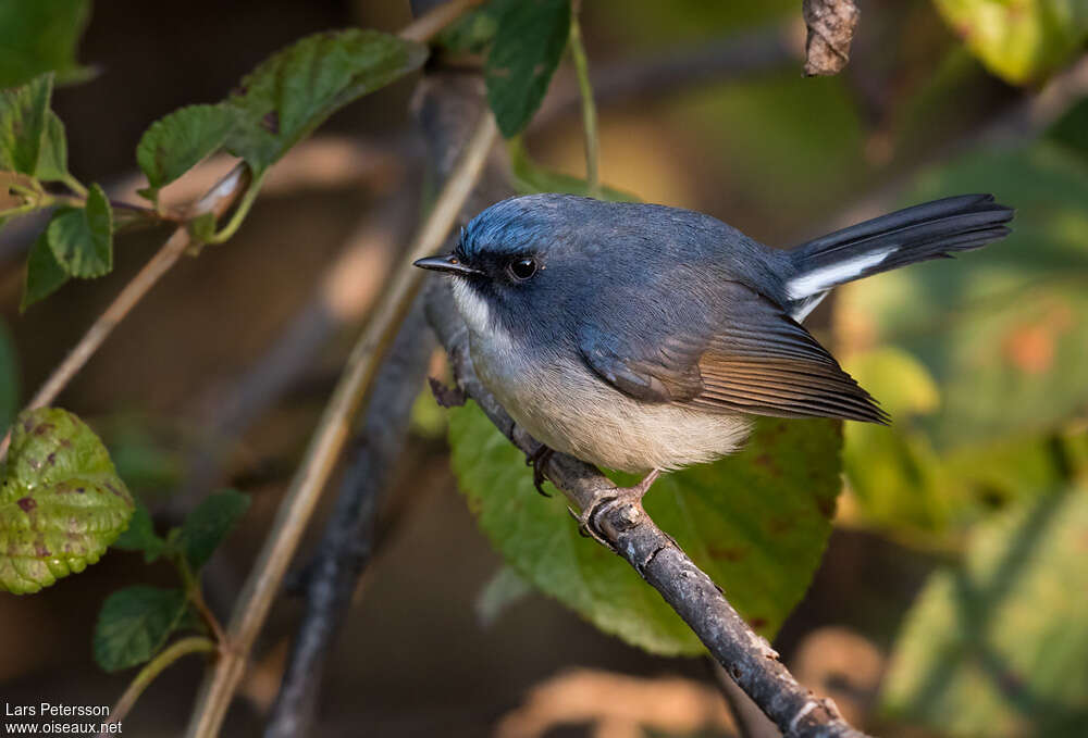 Gobemouche bleu-ardoise mâle adulte, identification