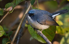 Slaty-blue Flycatcher