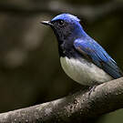 Gobemouche bleu