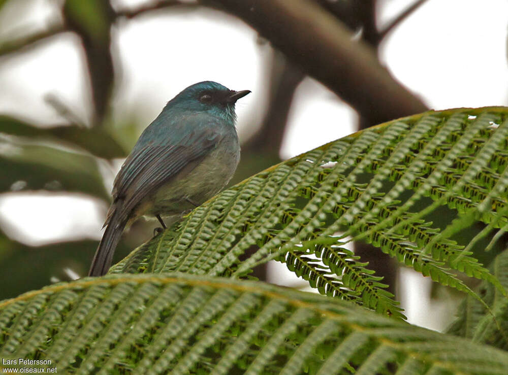 Pale Blue Flycatcher male adult, pigmentation