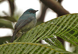 Pale Blue Flycatcher