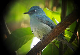 Pale Blue Flycatcher