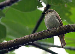 Pale Blue Flycatcher