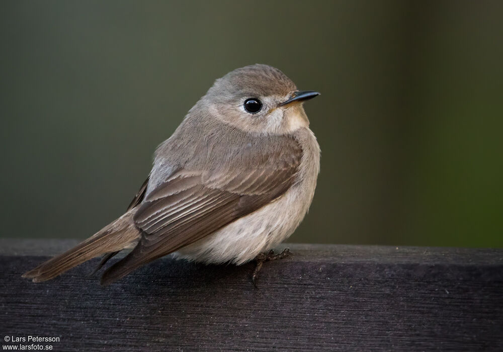 Asian Brown Flycatcher