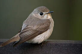 Asian Brown Flycatcher