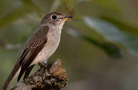 Asian Brown Flycatcher