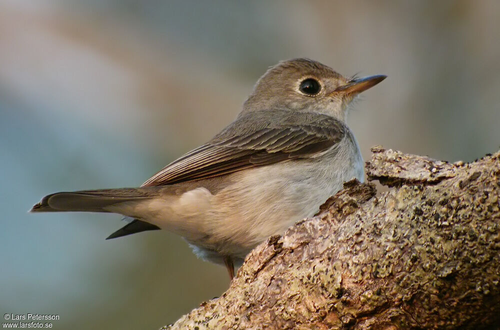 Asian Brown Flycatcher