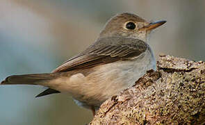 Asian Brown Flycatcher