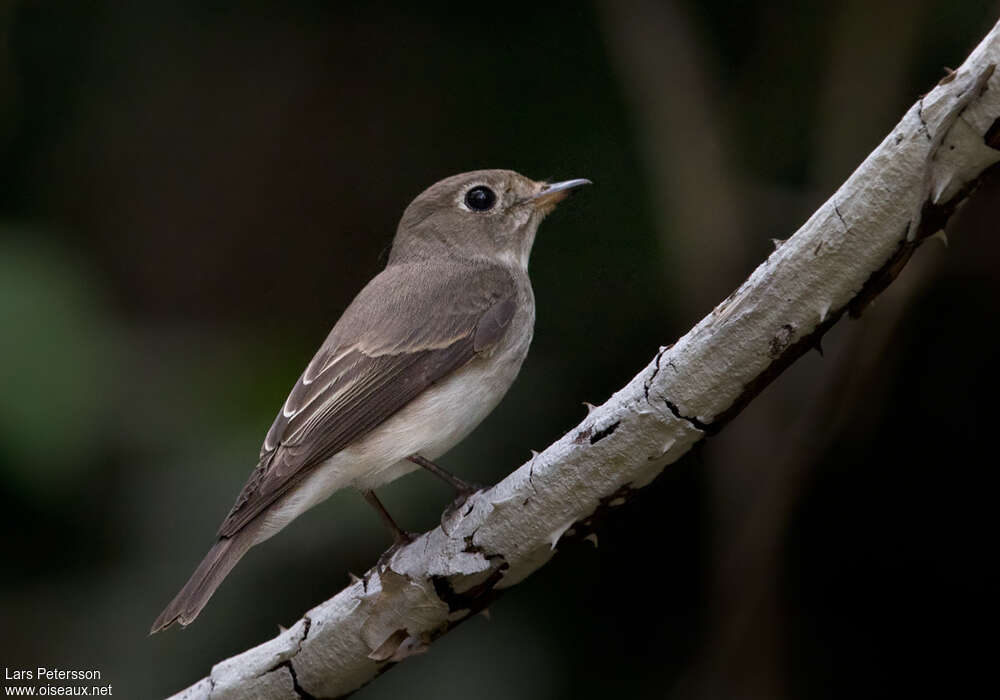 Asian Brown Flycatcheradult, pigmentation