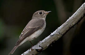 Asian Brown Flycatcher