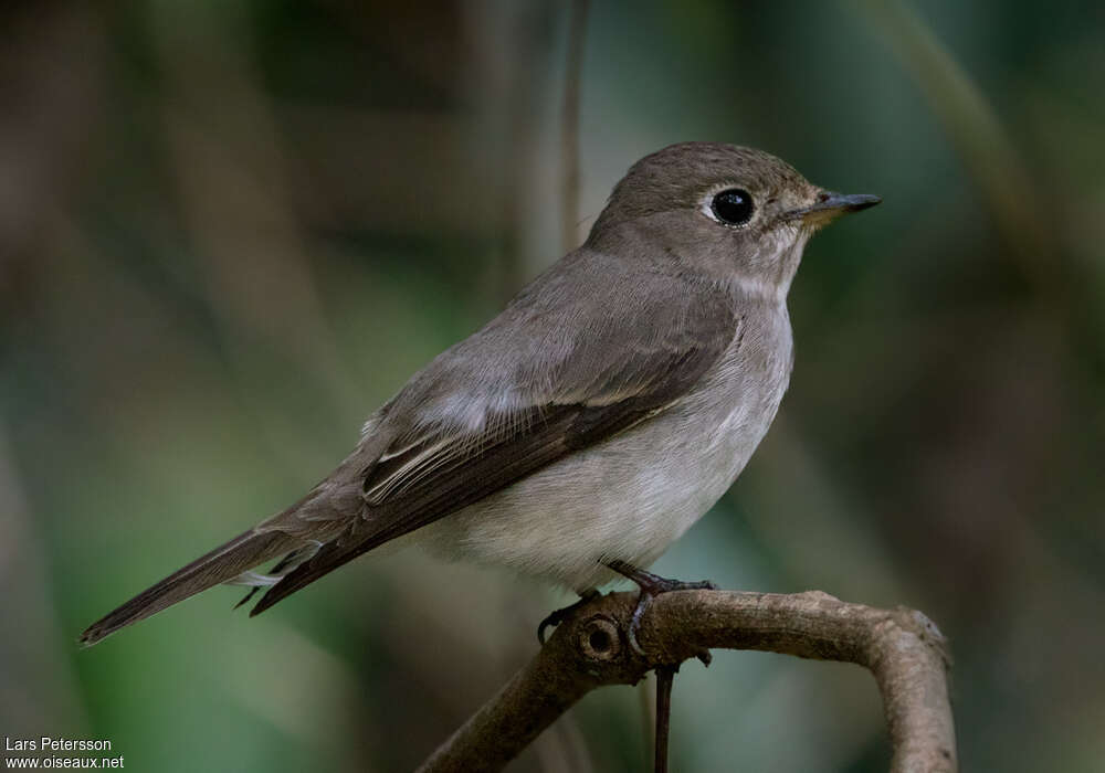 Asian Brown Flycatcheradult, identification