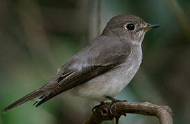 Asian Brown Flycatcher