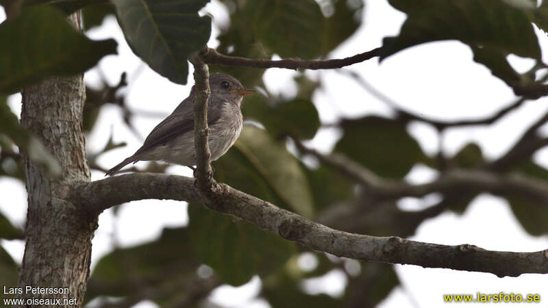 Little Grey Flycatcher, identification