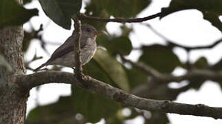 Little Grey Flycatcher