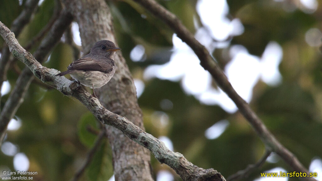 Little Grey Flycatcher