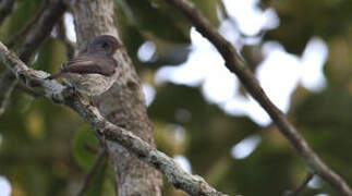 Little Grey Flycatcher