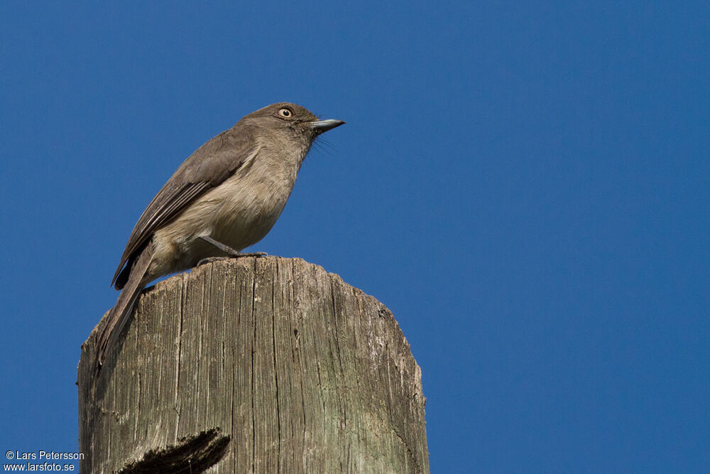 Abyssinian Slaty Flycatcher